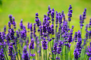 Calming Face Serum