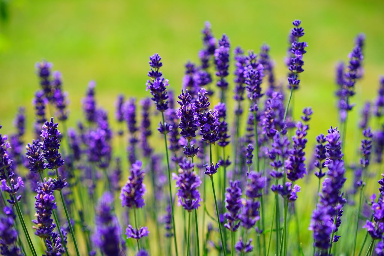 Calming Face Serum