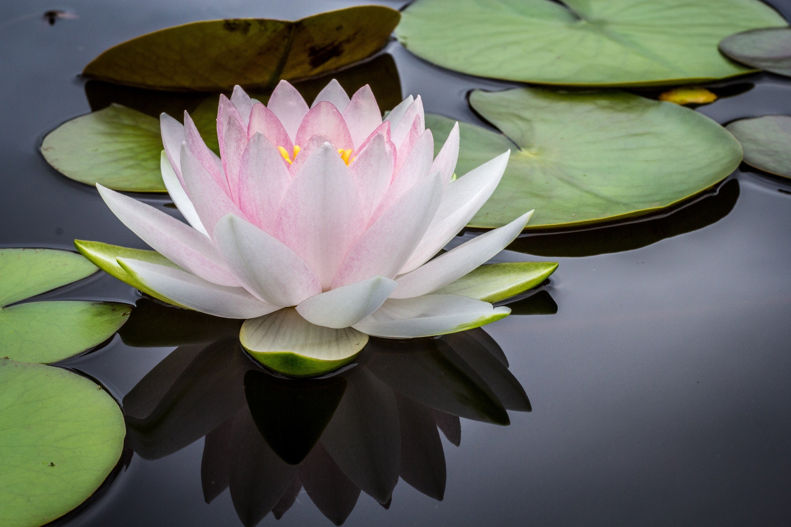 Turn Self Care Routines into Harmonious Rituals