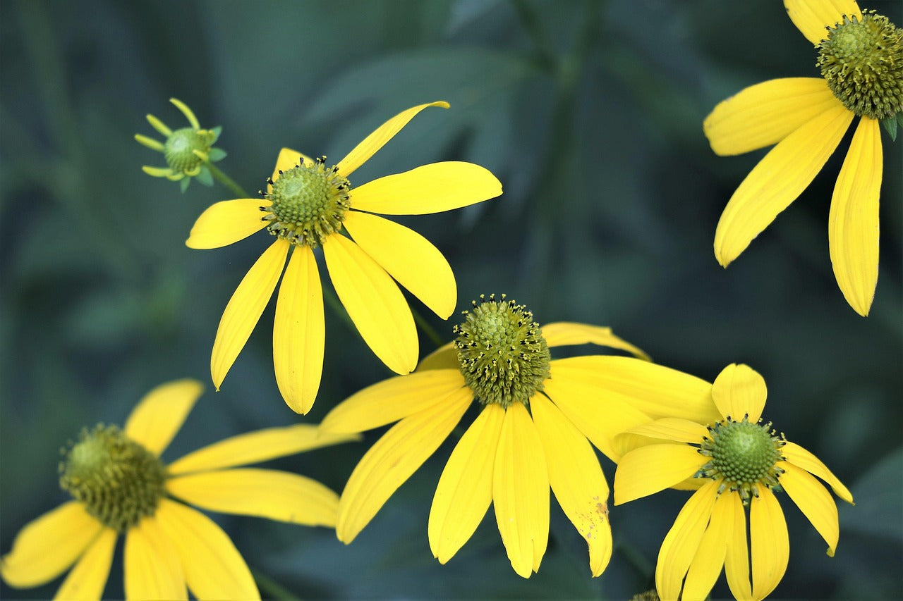 Arnica Plus Cream & Salve