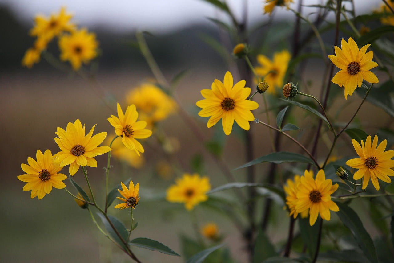 Arnica Plus Cream