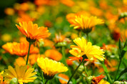 Calendula Skin Cream