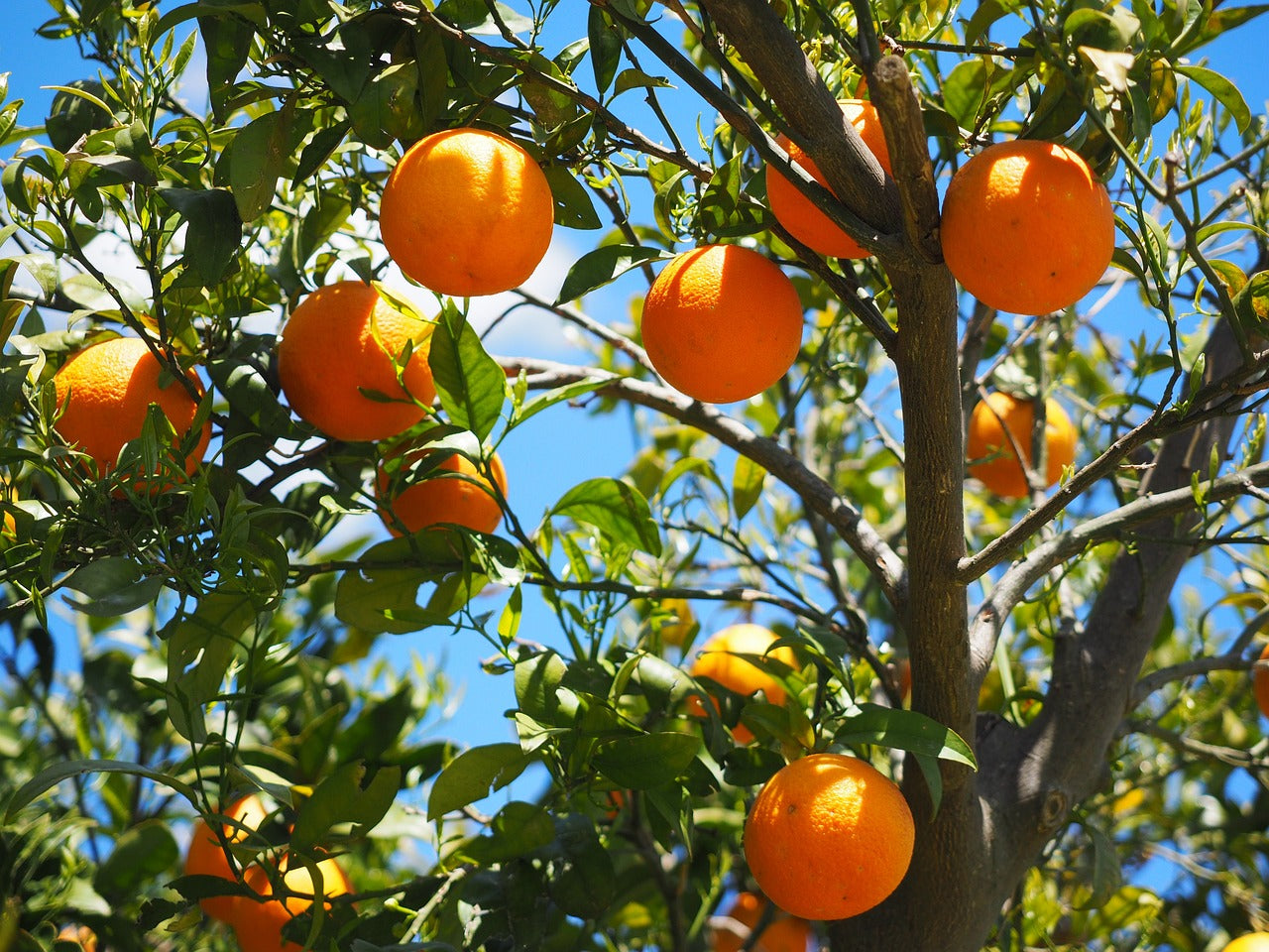 Neroli Face Cream