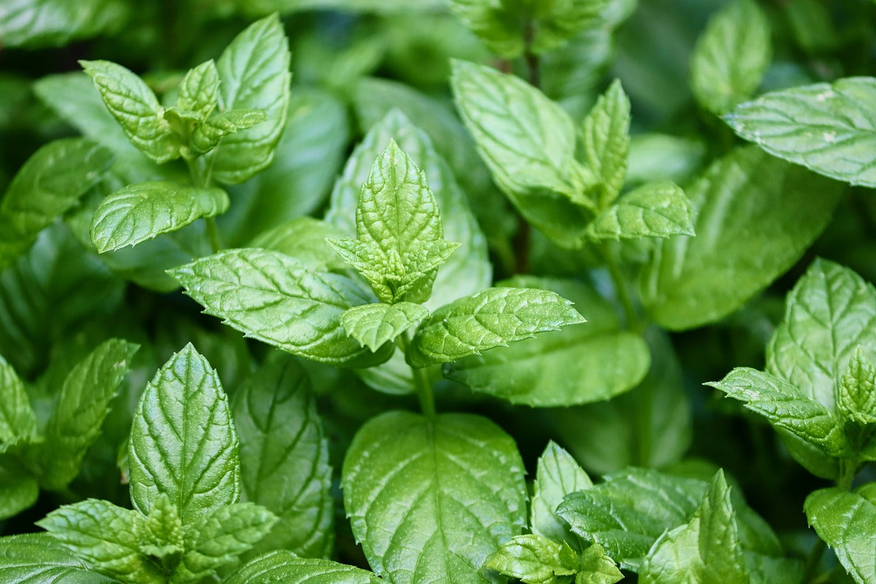 Peppermint Foot Cream