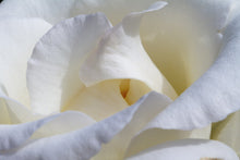 Load image into Gallery viewer, White Rose Hydrosol