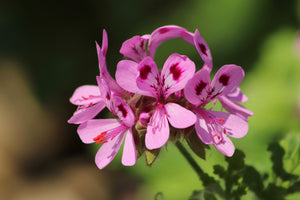 Geranium Hydrosol